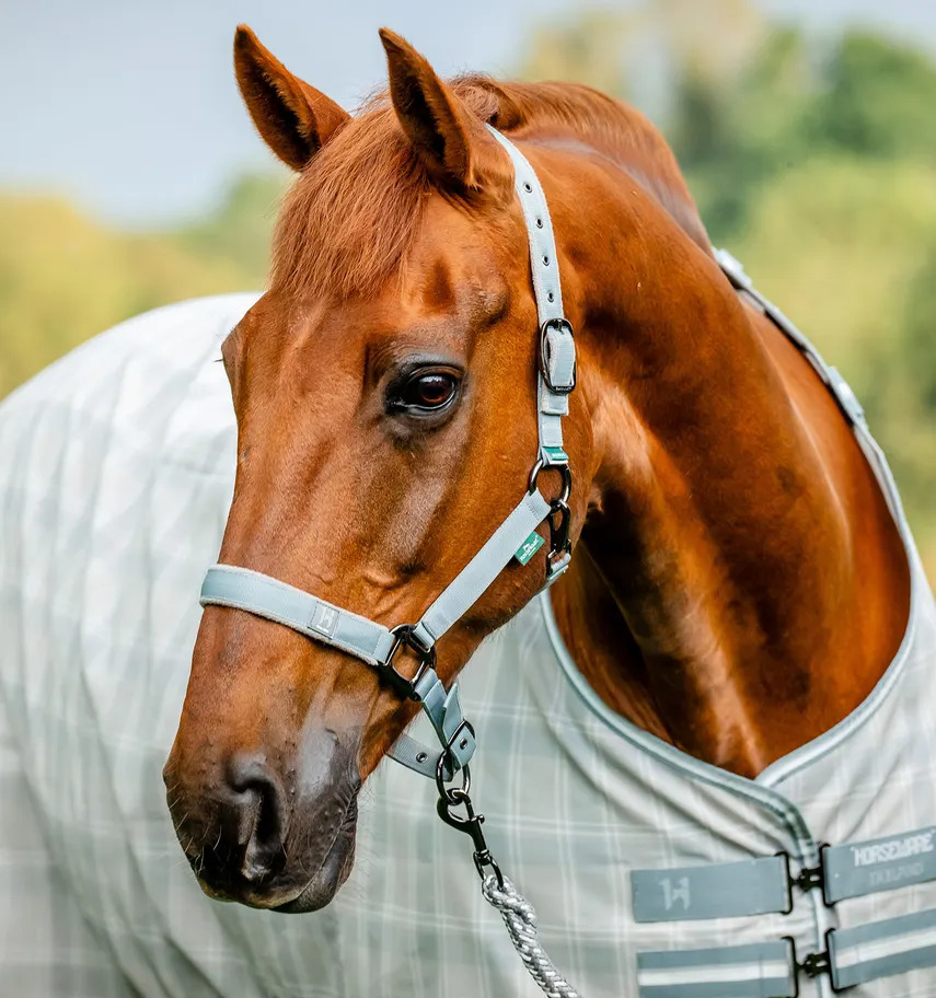 Headcollar on horse