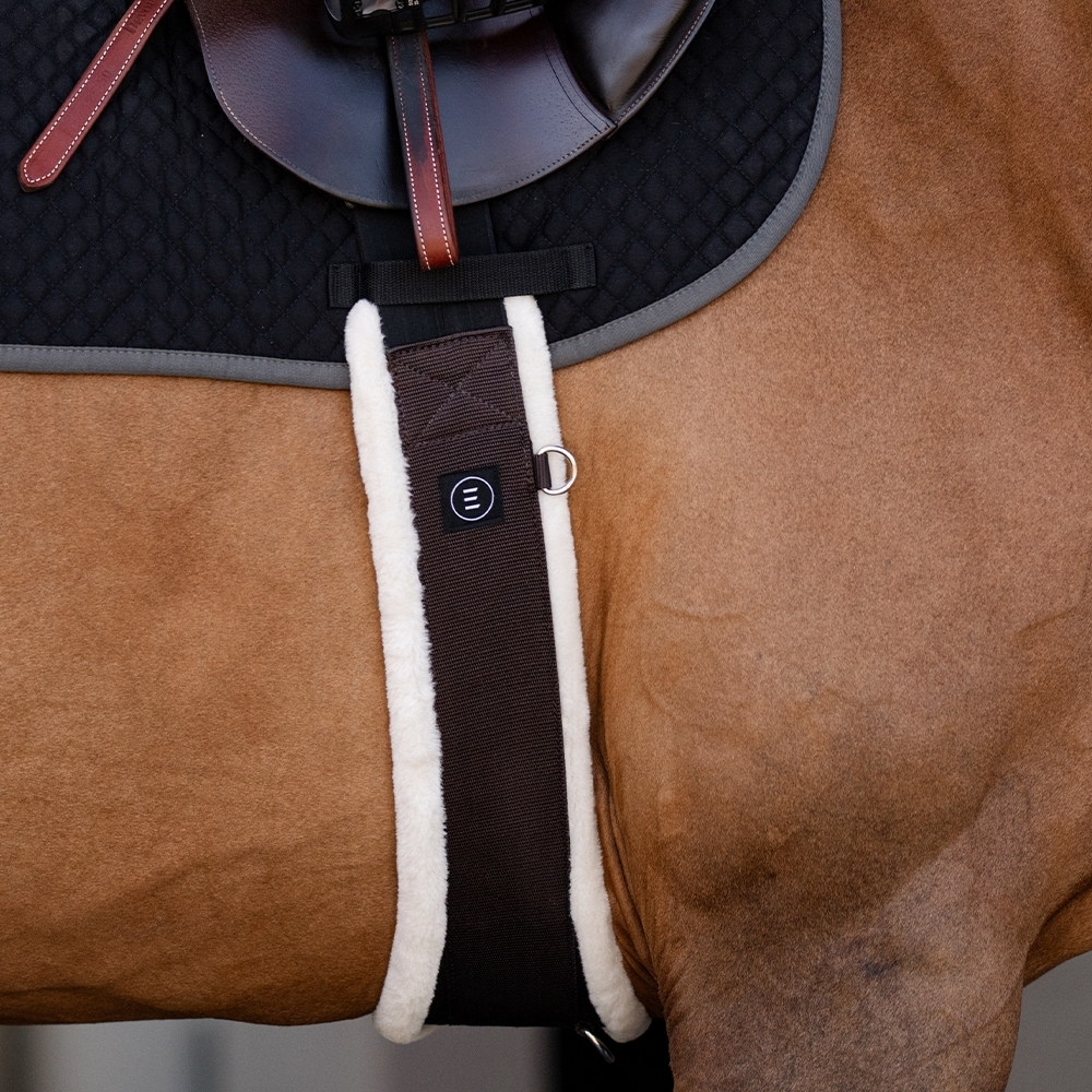 Groomed Horse