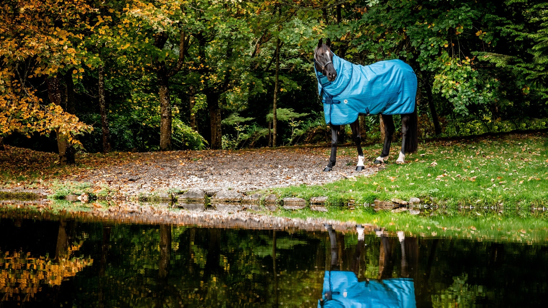 Eco-Friendly Horse Rug Feature: The Horseware Amigo Hero Revive.