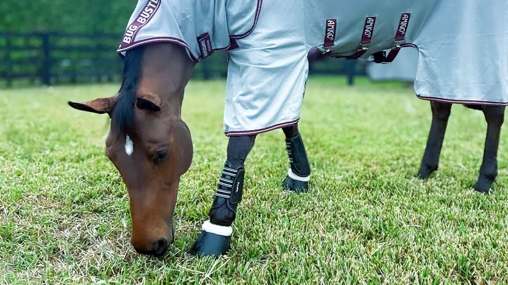 Leading equestrian firms Horseware Ireland and EquiFit announce Merger