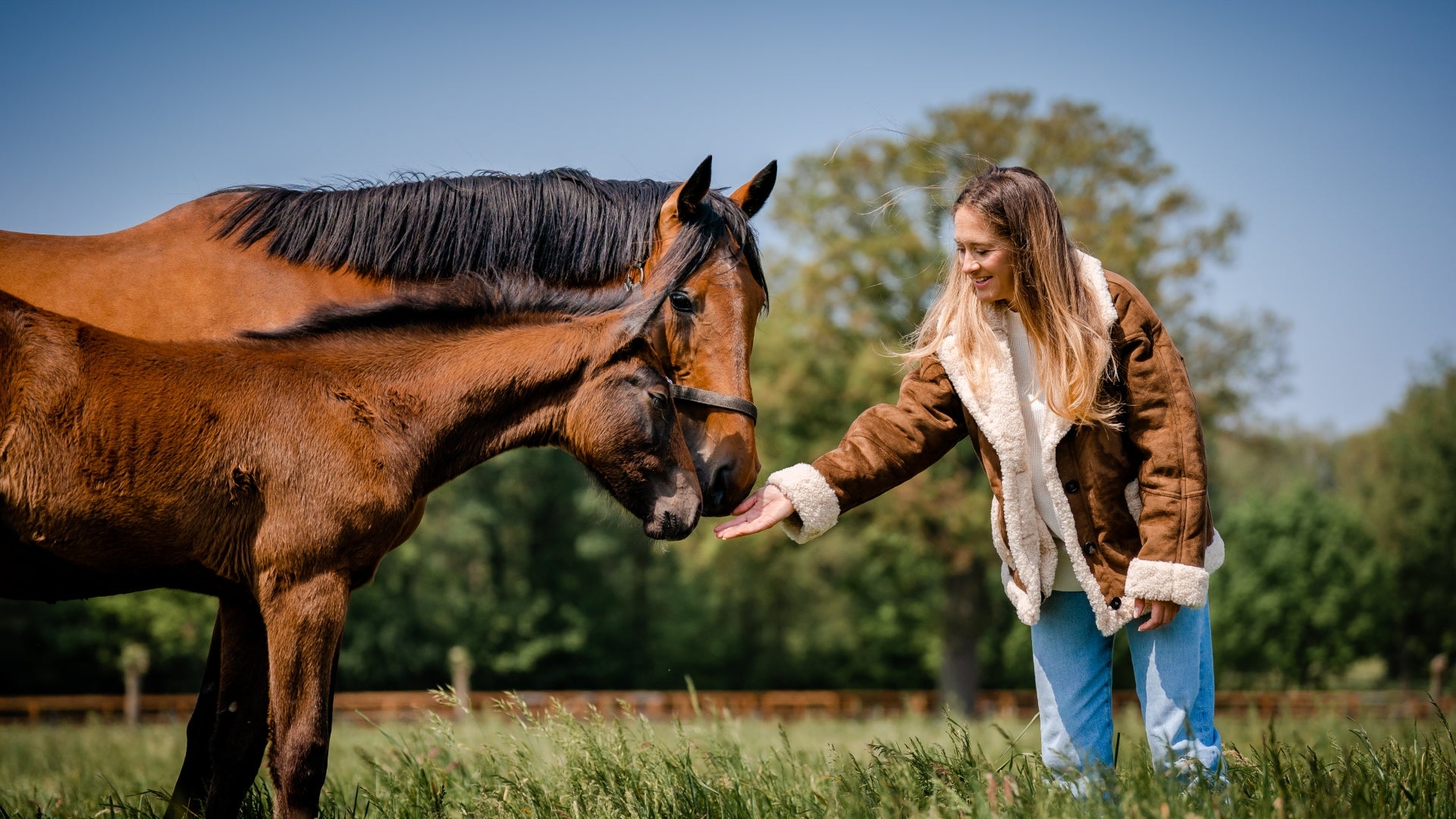 Understanding Horse Body Language A Beginner's Guide