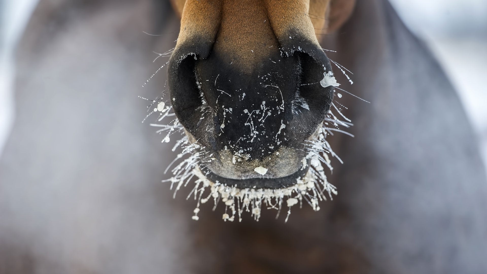 Rug Guide Part Three Keeping your Horse Comfortable – Signs They are Too Hot & Rug Fitting Tips
