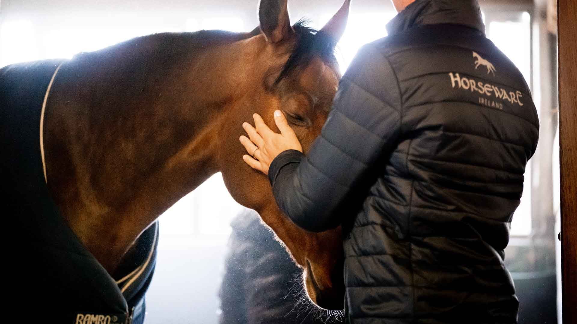 How to Groom A Horse: A Step-by-step Guide
