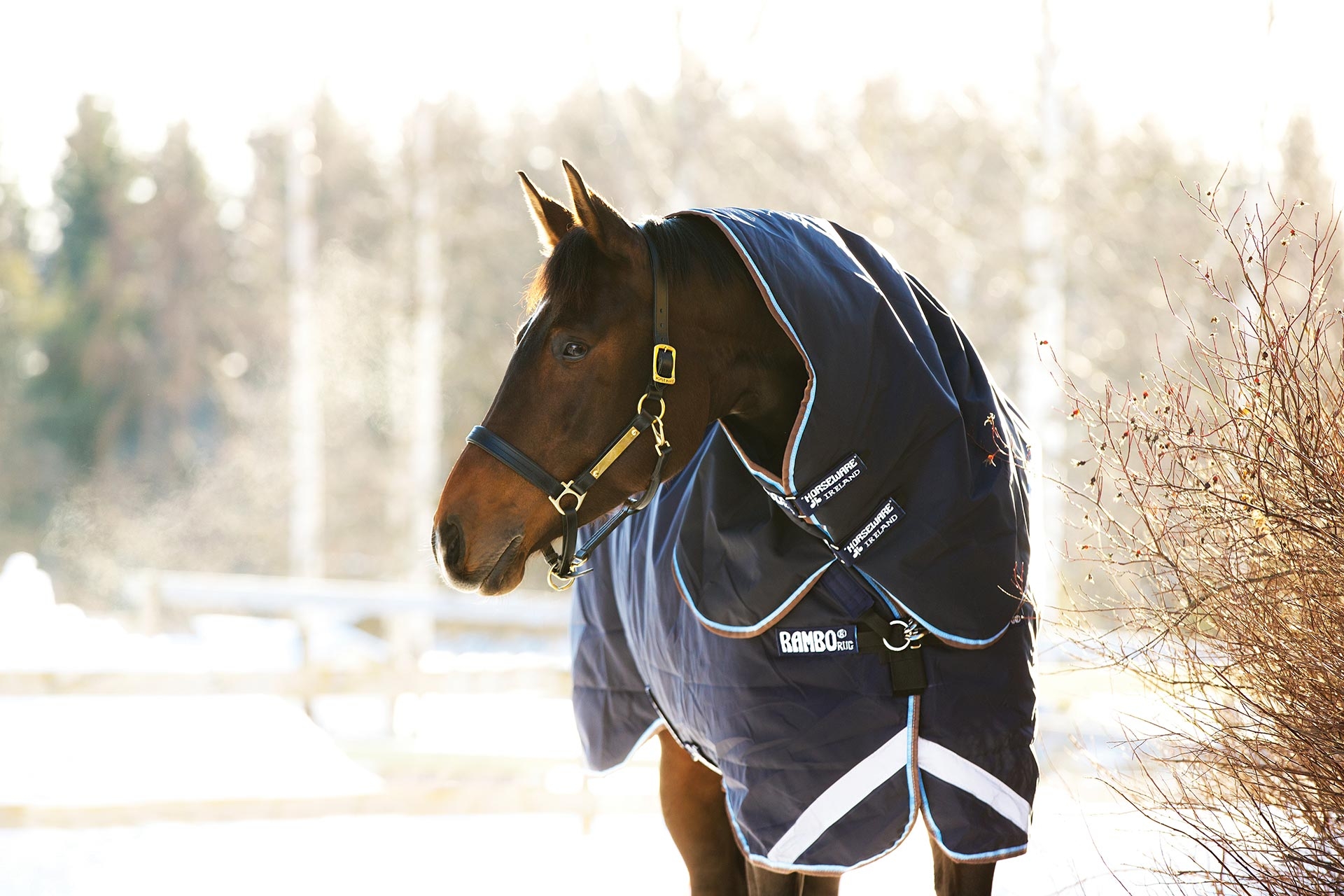 Horseware Ireland’s Rug Series Part One Breaking Down the Turnout Rug