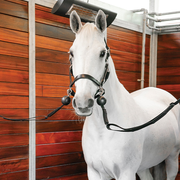Grooming & Stable