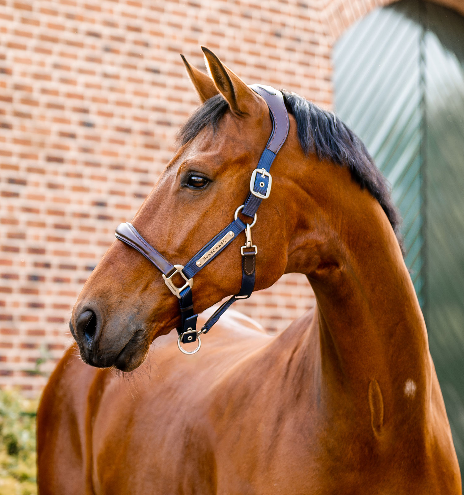 Horseware® Signature Competition Halter – Horseware Ireland - US