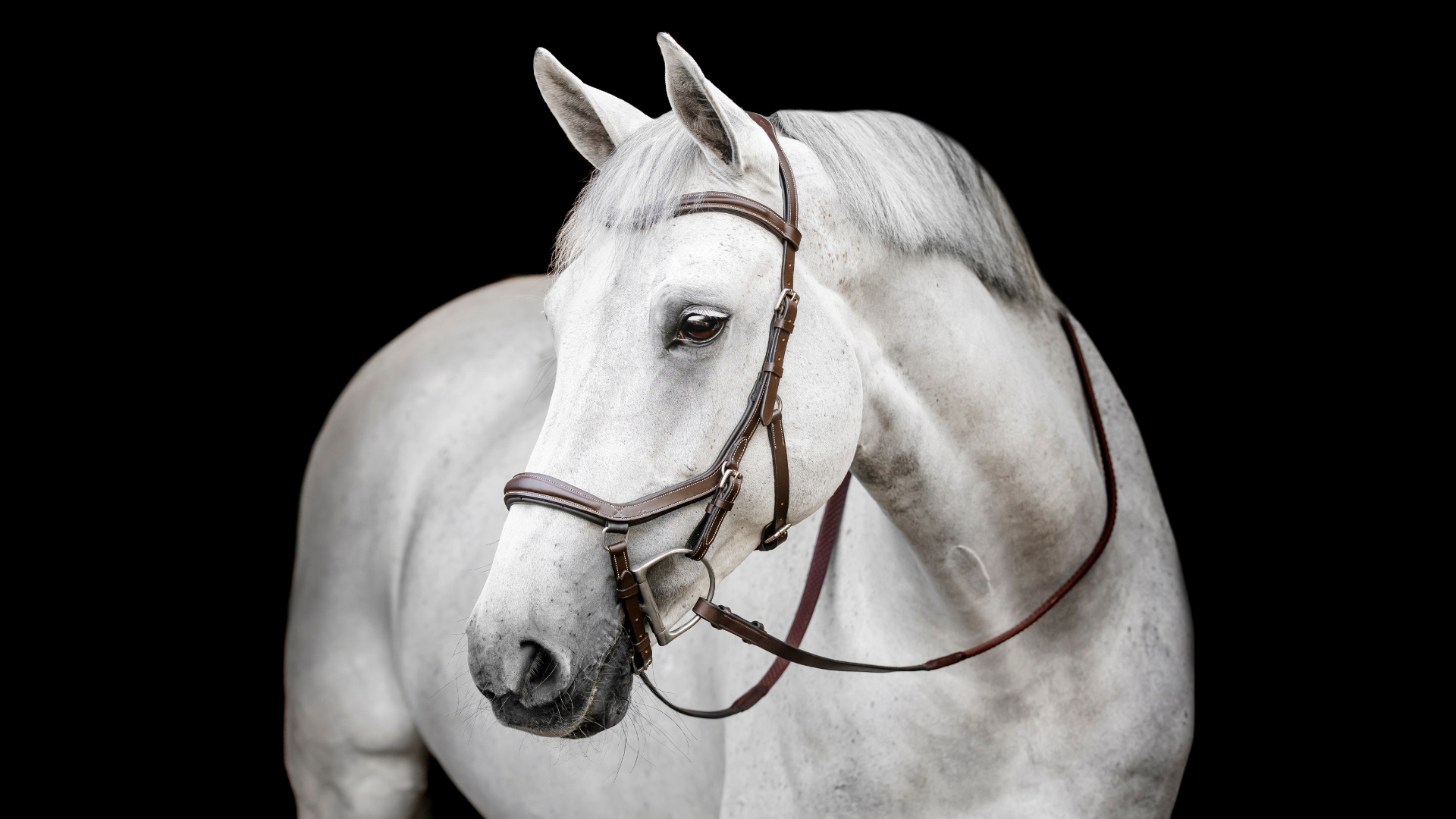 The Micklem Bridle Guide: How to Assemble, Fit and Use the Micklem Bridle