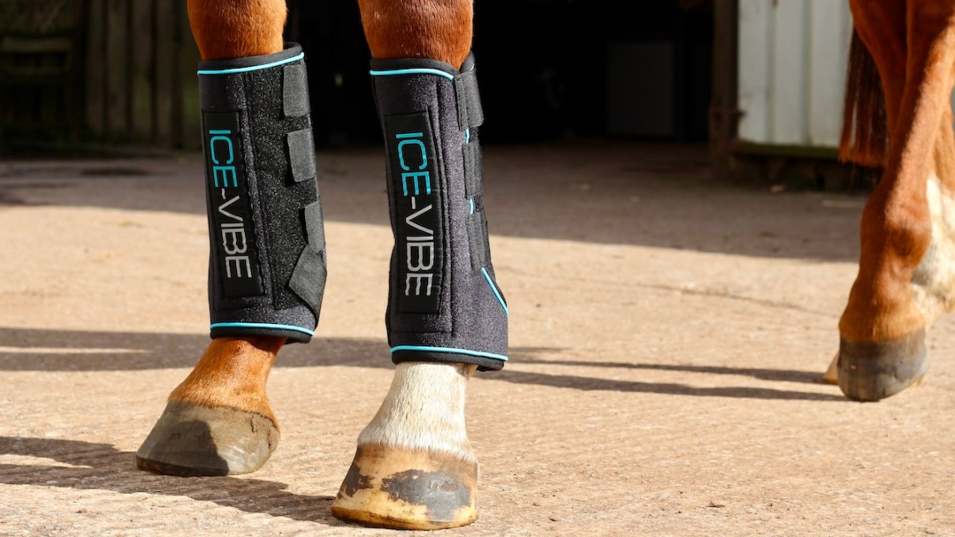 Advanced Leg Therapy for Horses Ice-Vibe Boots Review