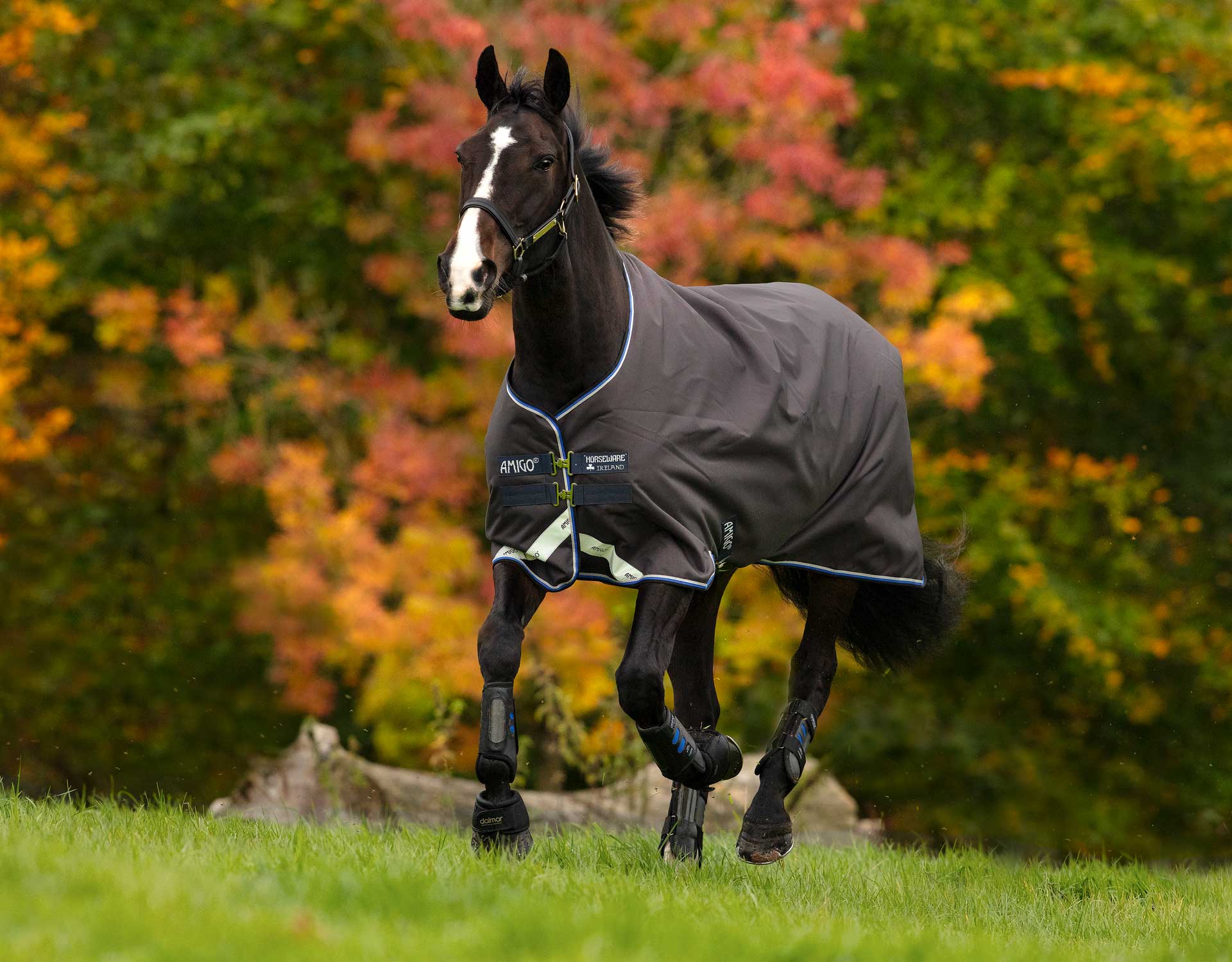 Rugging Guide Part Two Factors Influencing the Type of Rug Your Horse Needs