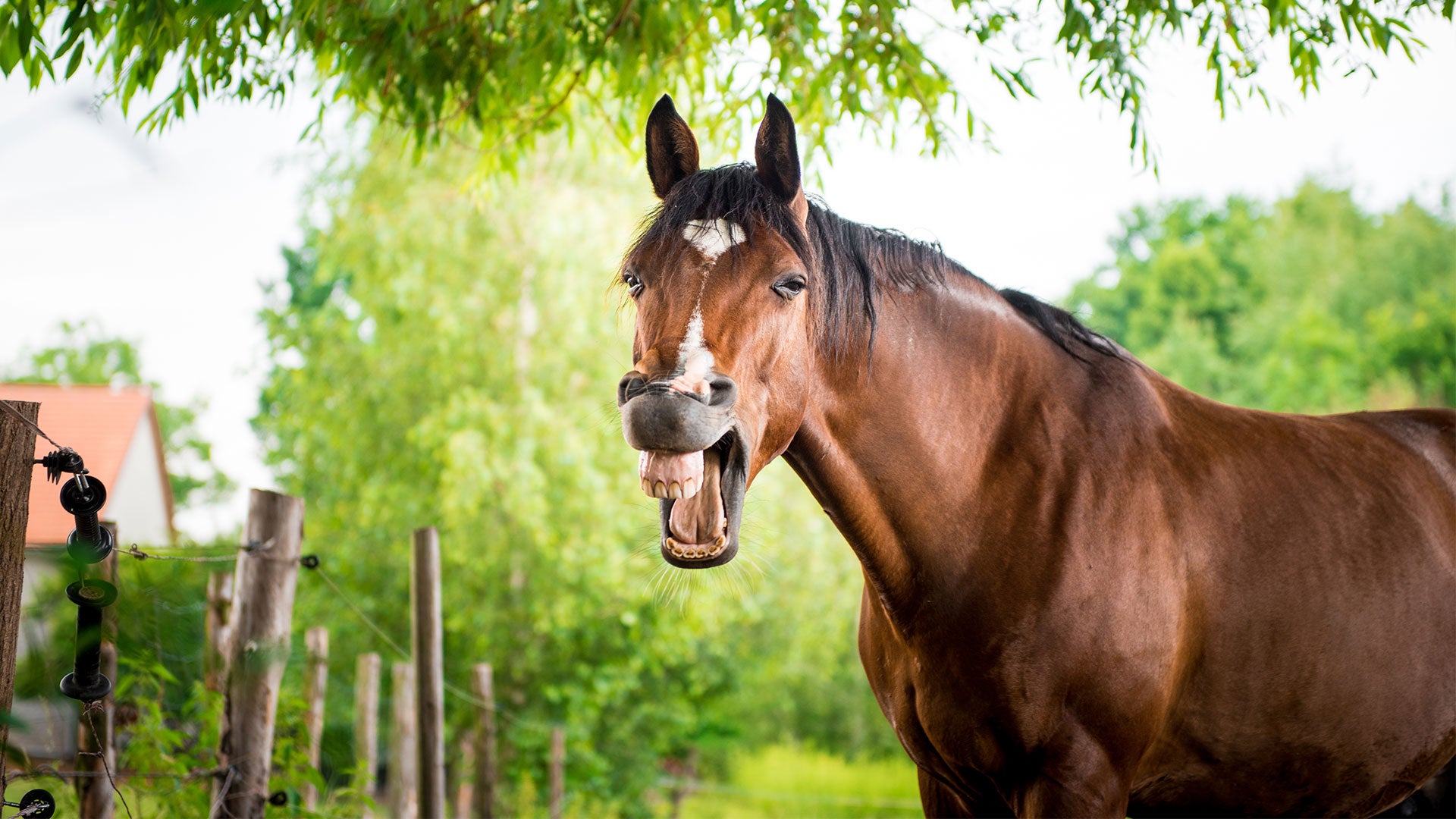 5 Fun Things You Can Do to Save Your Horse from Boredom