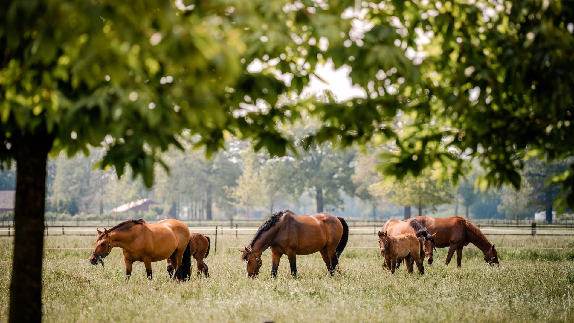 Sweet Itch in Horses Understanding, Treating, and Preventing This Common Skin Condition