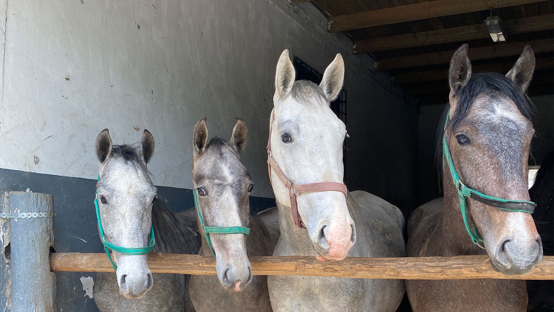 Equestrian Vacation at the Szilvásvárad State Lipizzaner Stud