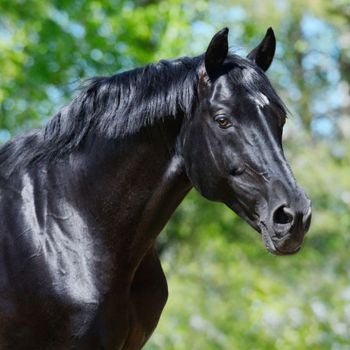 Black Beauty