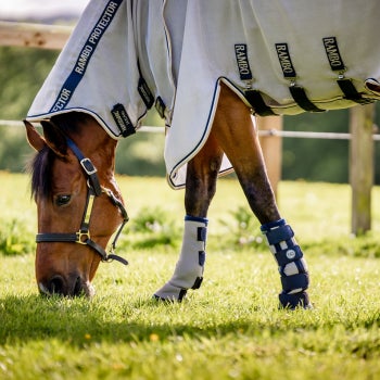 Horse with Horseware Fly boots and a fly blanket grazing in a field.