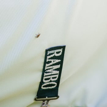 Fly on a Rambo Hoodie Blanket