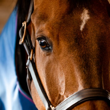 Close up of a horse