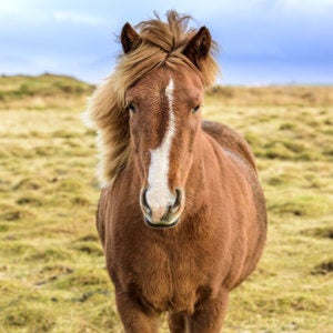 Iceland Horse Vacation