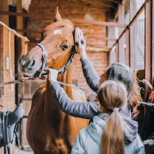 Horse being scrubbed in the stable